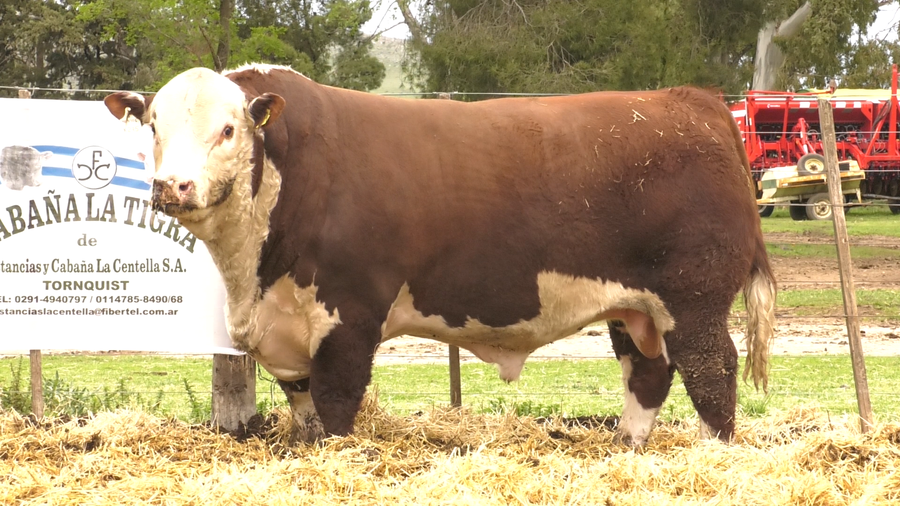 Lote MACHOS POLLED HEREFORD  PUROS DE PEDIGREE
