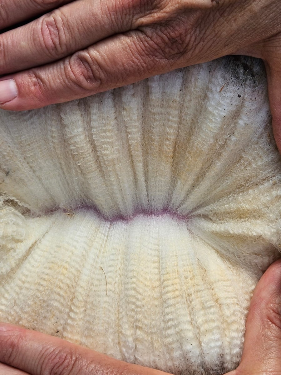 Lote (Vendido)Carneros a remate en Subasta Online - Nambi Guasu, Lavalleja