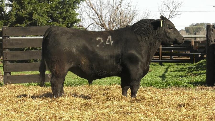 Lote TOROS ANGUS PURO CONTROLADO
