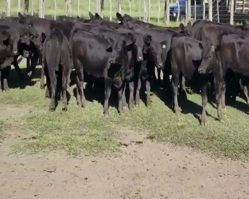 Lote 70 Terneros en Villaguay, Entre Ríos