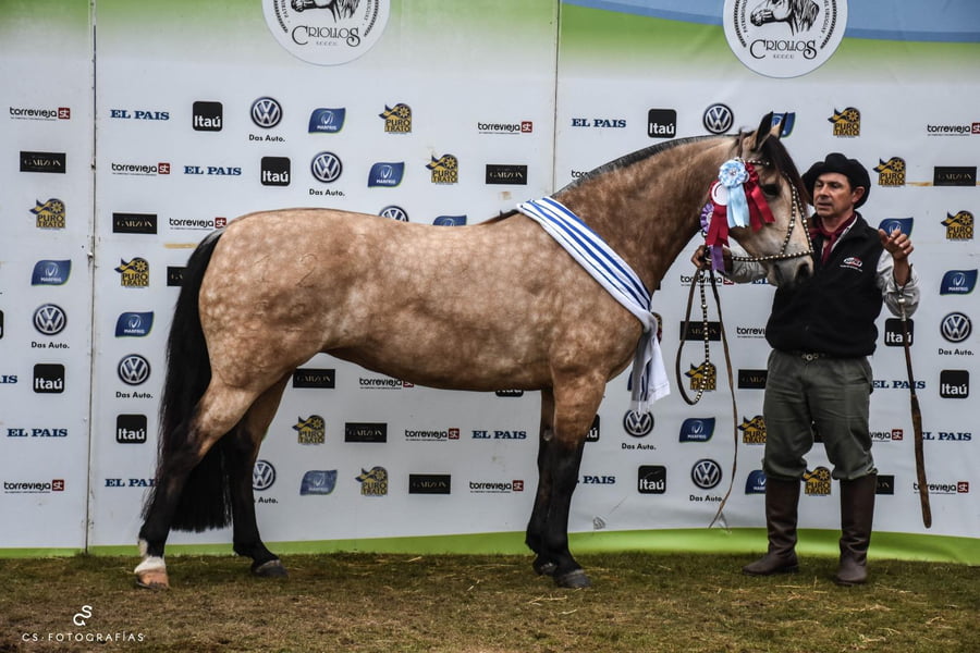 Lote EMBRIONES TARANTULA Y OLIMPICA