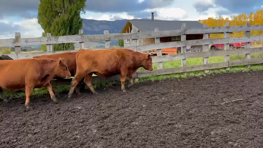 Lote 49 Novillo Engorda en Coyhaique, XI Región Aysén