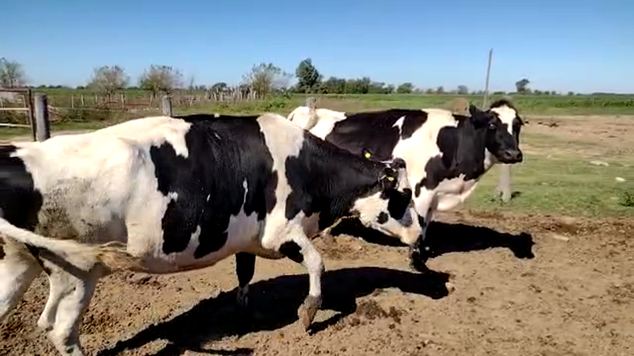 Lote Vacas Secas - Suc. Oeschger, Juan Carlos