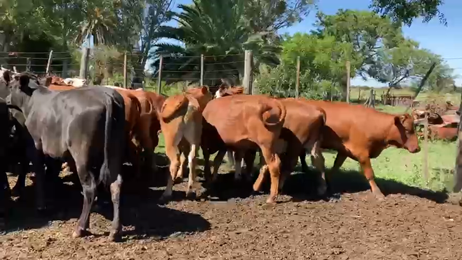 Lote 48 Novillitos