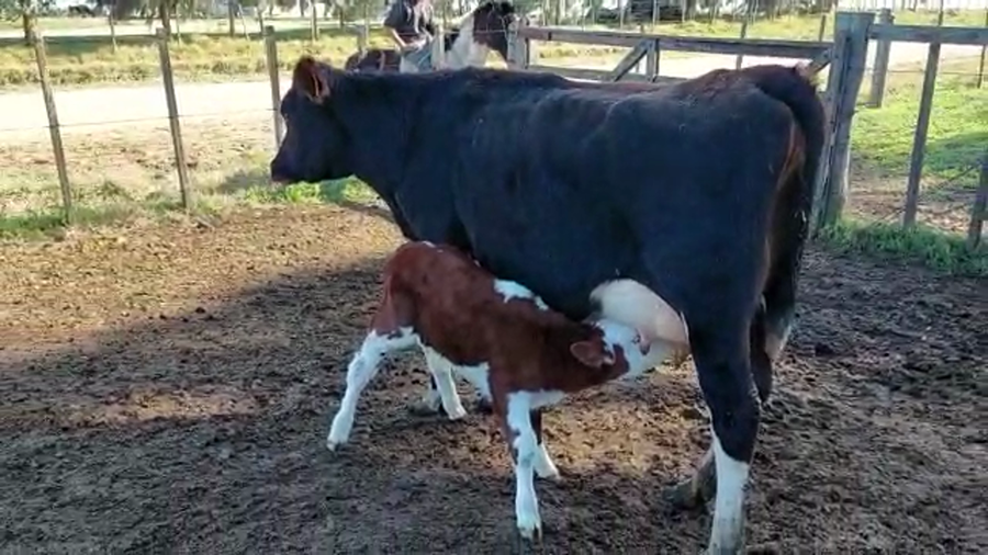 Lote Vaquillonas 1 a 2 años HOLANDO a remate en PANTALLA CAMY 420kg - , San José