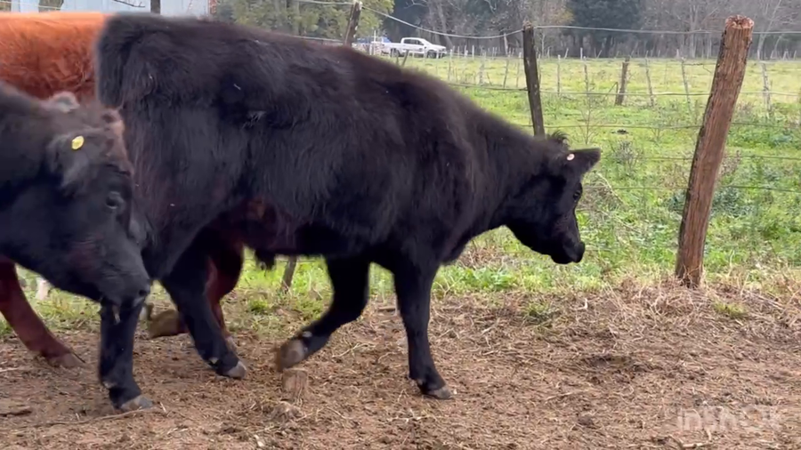 Lote 35 Novillitos en San Vicente, Buenos Aires