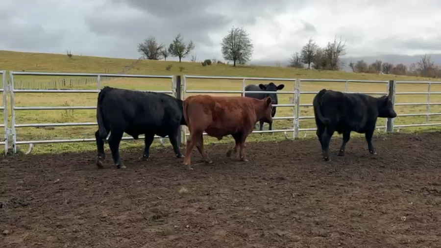 Lote 29 Novillo Engorda en Coyhaique, XI Región Aysén