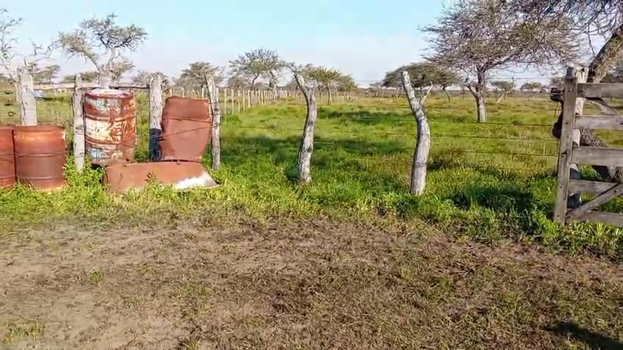 Lote 34 Vacas