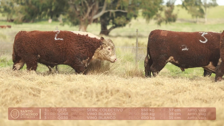 Lote ORDEN 28 TOROS DE LOTES