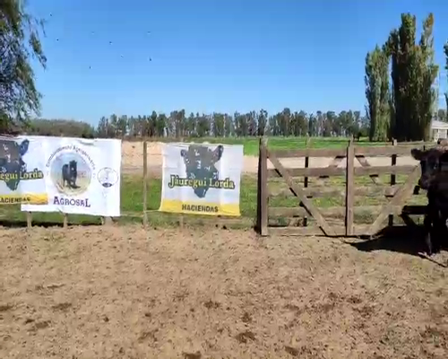 Lote 100 Terneros en Brandsen, Buenos Aires