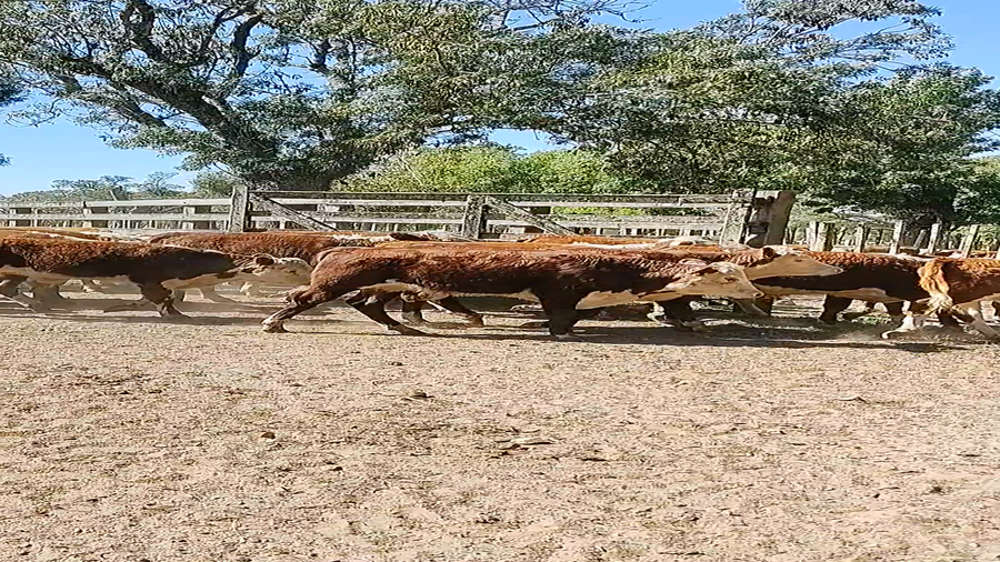 Lote 70 Terneros en Melo, Cerro Largo