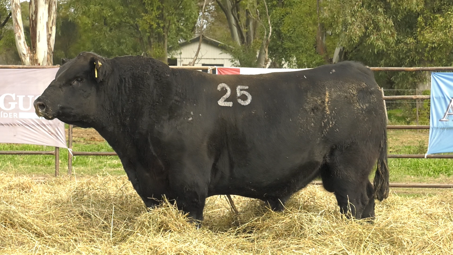 Lote TOROS ANGUS NEGROS  PC