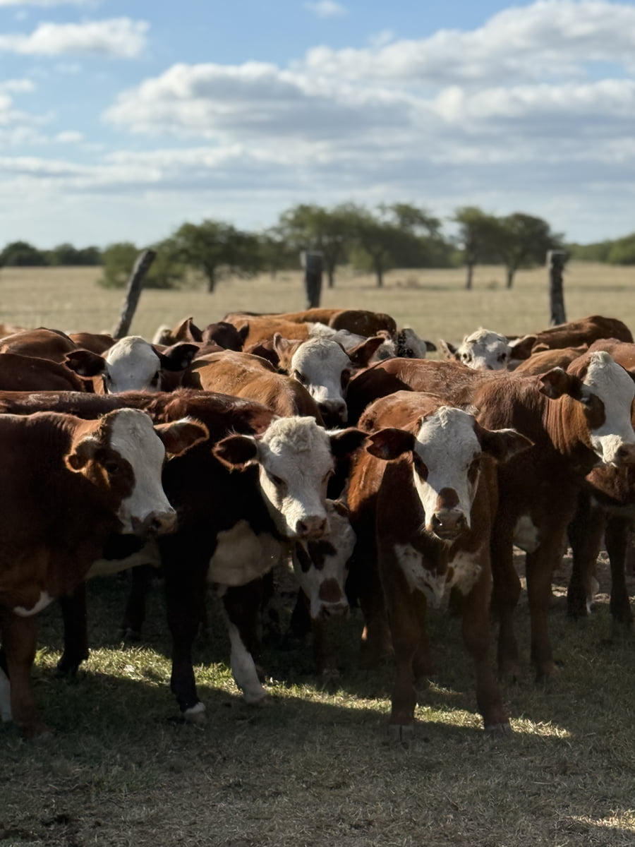 Lote 80 Terneros/as en Corrientes, Mariano I. Loza