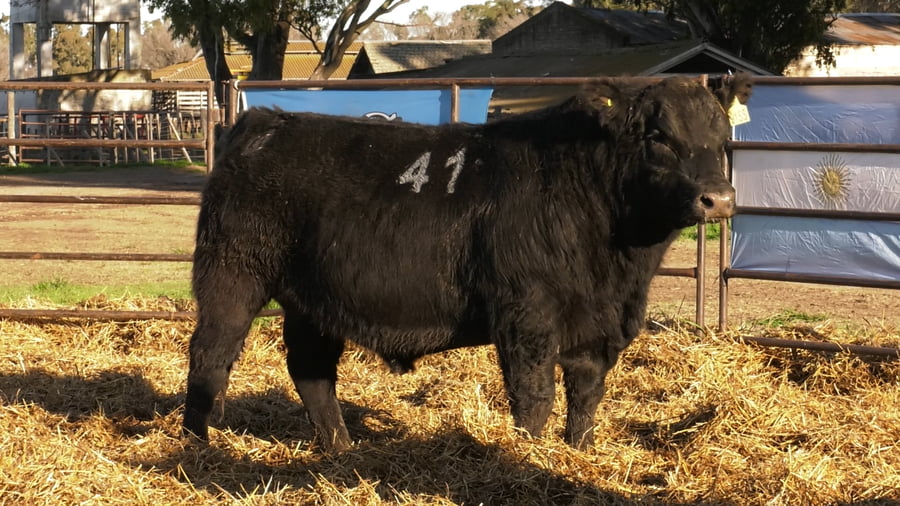 Lote TOROS ANGUS NEGROS PC