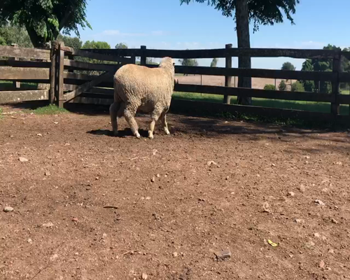 Lote 1 Borregos en Cerro Largo, Cerro Largo