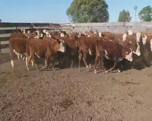 Lote 70 Terneras en Villaguay, Entre Ríos