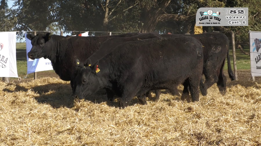 Lote VAQUILLONAS PC PARICION OTOÑO