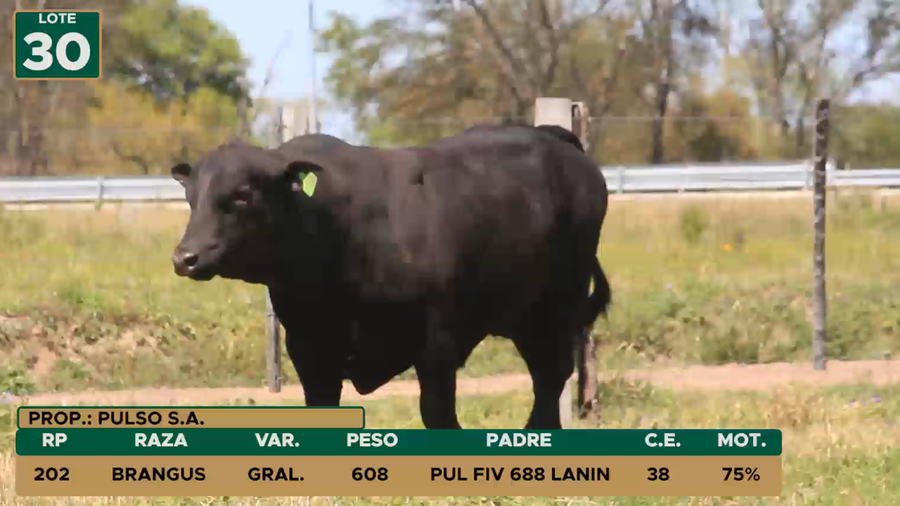 Lote TOROS LOTE 30