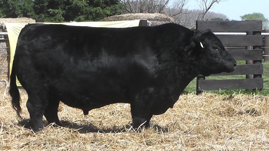 Lote TOROS A. ANGUS PURO PEDIGREE
