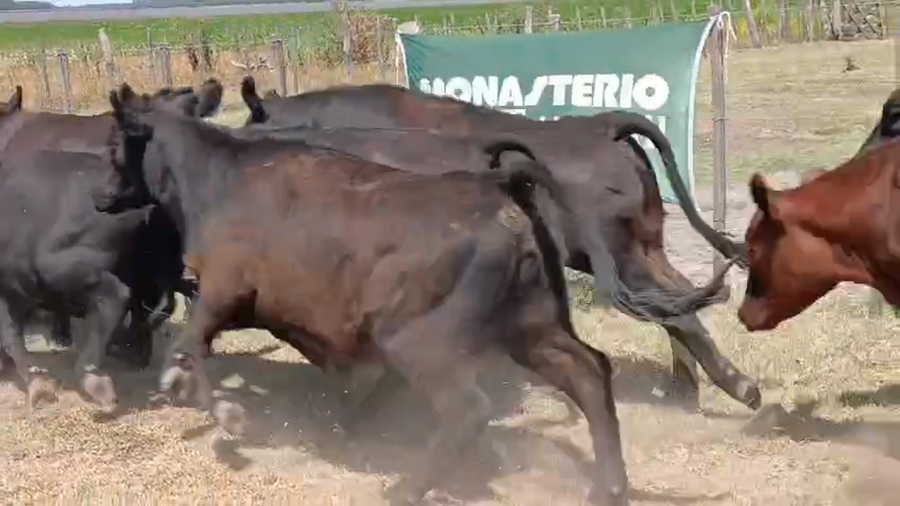 Lote 21 Vaquillonas EN DAIREAUX