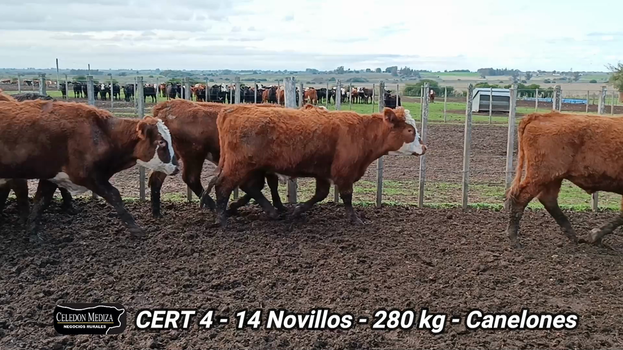 Lote 13 Novillos 1 a 2 años en Canelones