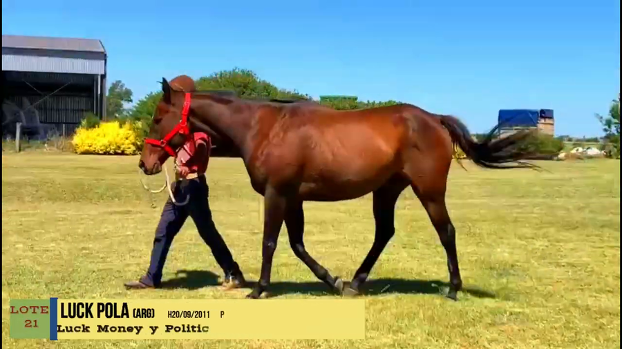 Lote LUCK POLA (ARG)