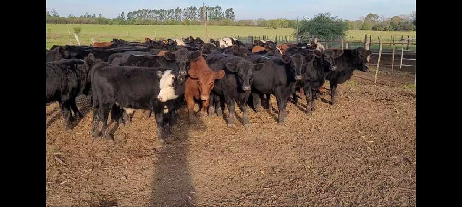 Lote 50 Terneros en Entre Ríos, Colón