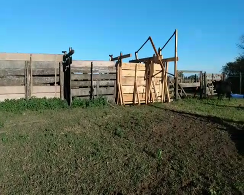 Lote Terneras Angus definidas, aptas para madre, en Las Flores, PBA.-