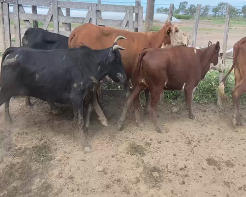 Lote 80 Vacas de invernar en Bandera, Santiago del Estero