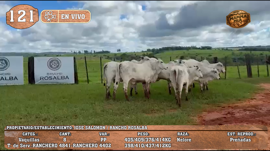 Lote LOTE 121 -EN VIVO