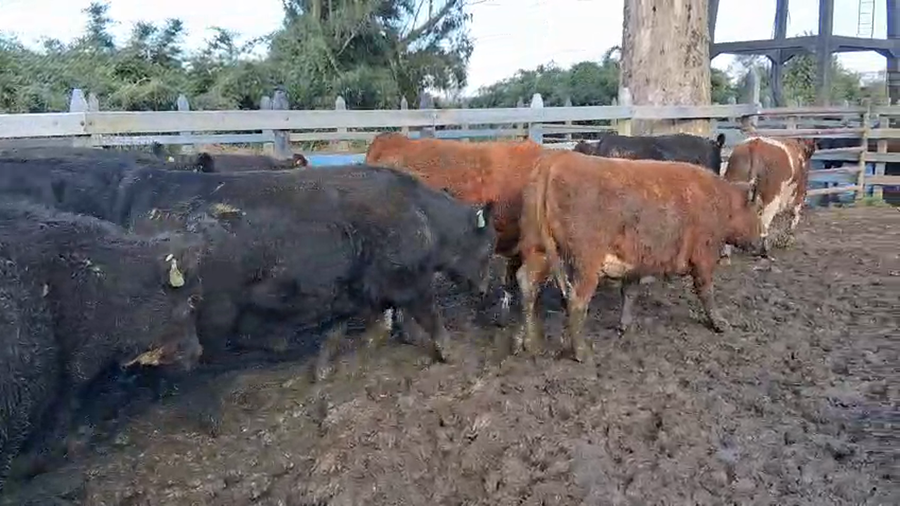 Lote 44 Novillo Gordo en Puyehue, X Región Los Lagos
