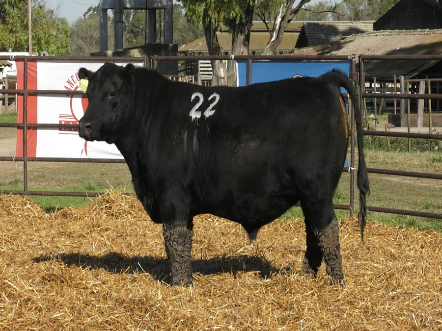 Lote TOROS ANGUS NEGROS PC