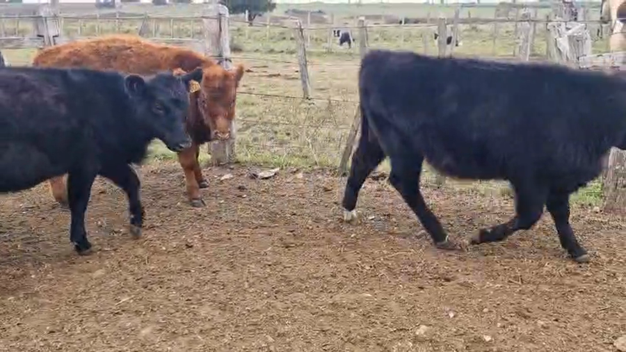 Lote 9 Terneras a remate en Pantalla Camy 179kg - , San José