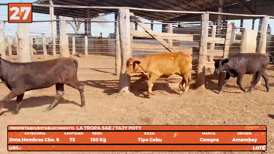 Lote LOTE 27
