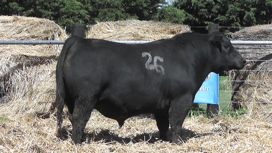 Lote TOROS ANGUS PURO CONTROLADO