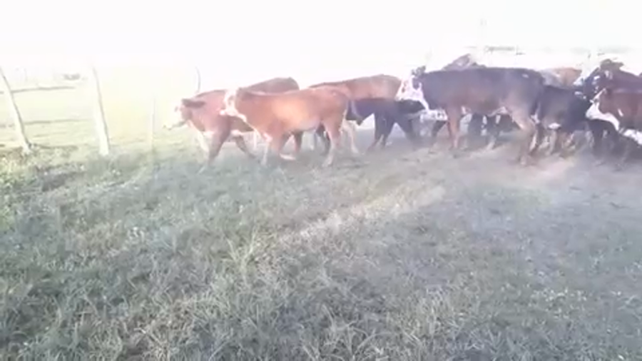 Lote 60 Terneros/as en Bella Vista, Corrientes