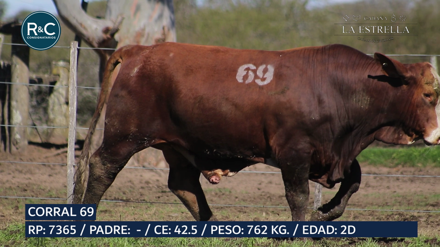 Lote Toro Braford