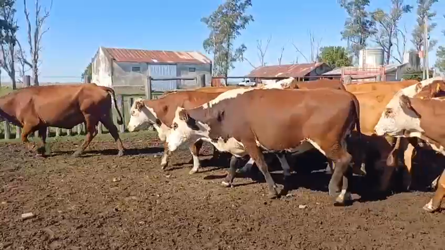 Lote 50 Vacas de invernar