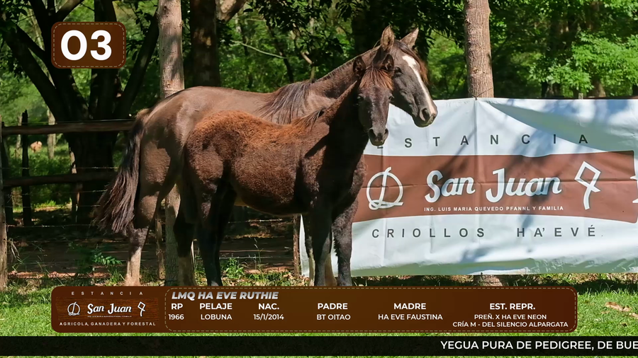 Lote LOTE 3