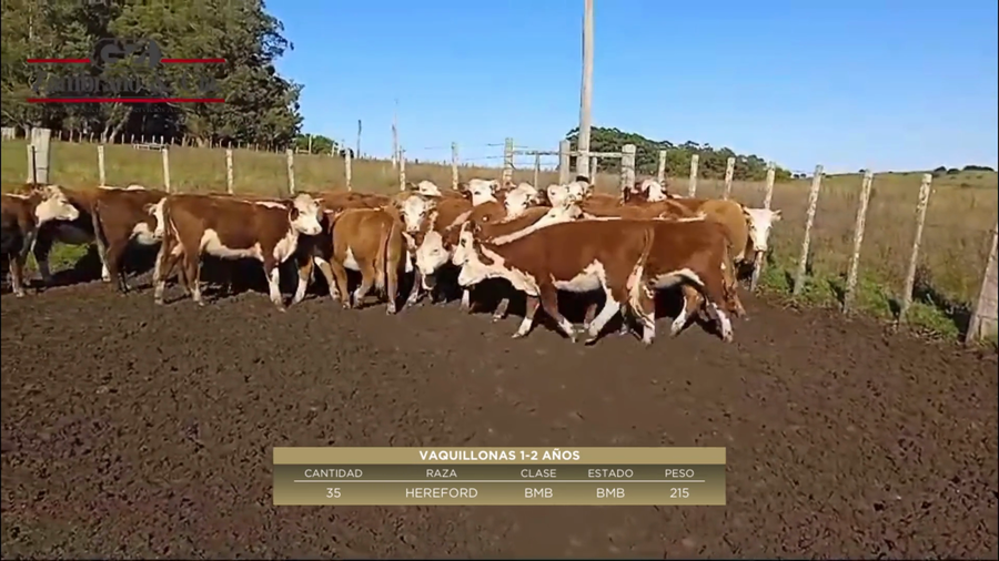 Lote 35 Vaquillonas 1 a 2 años en Rocha