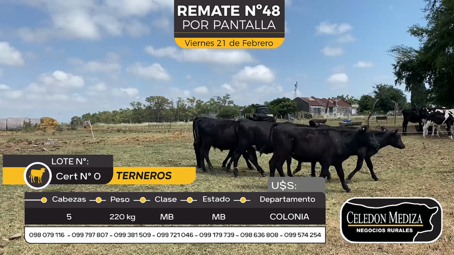 Lote 5 Terneros y Terneras en Otra Localidad, Colonia