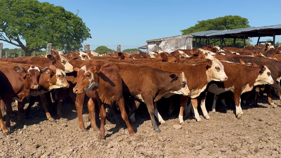 Lote 120 Terneros/as