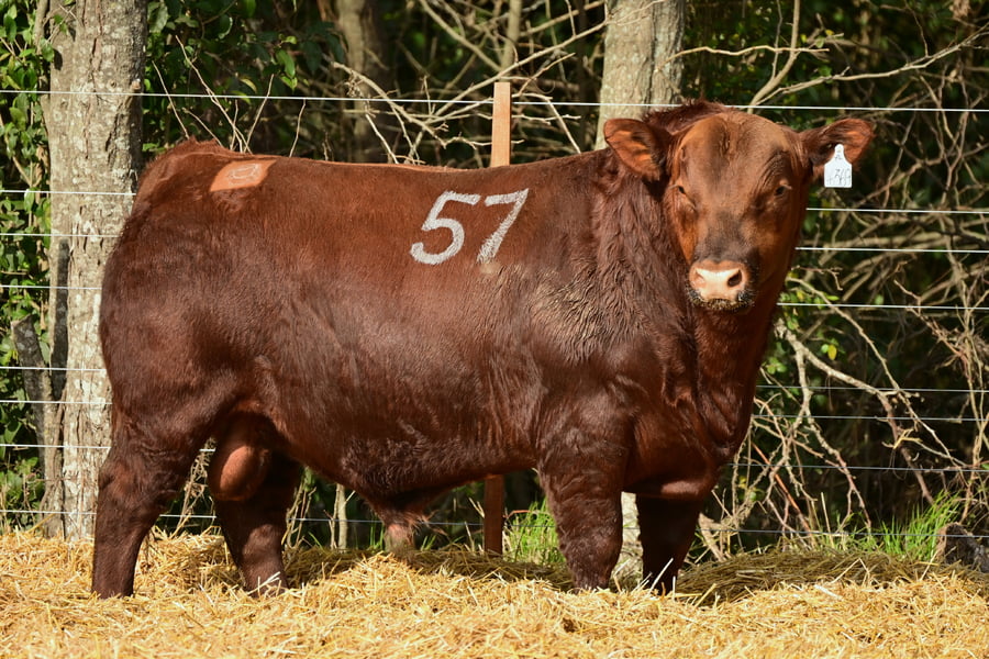 Lote TOROS ANGUS PC