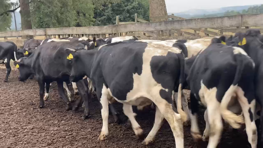 Lote 29 Novillo Engorda en Los Lagos, XIV Región Los Ríos