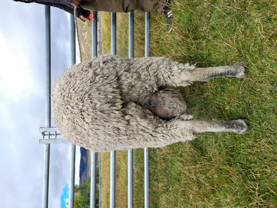 Lote Carnero TOP A, 17-0399