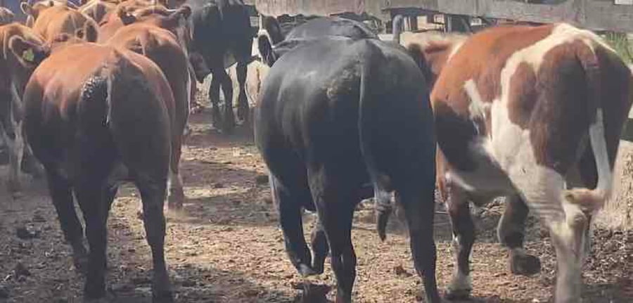 Lote 44 Vaquilla Engorda en Frutillar, X Región Los Lagos