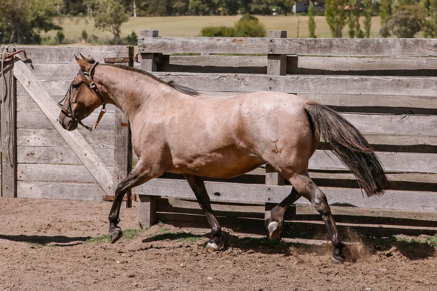 Lote FEDERAL DISTINGUIDA