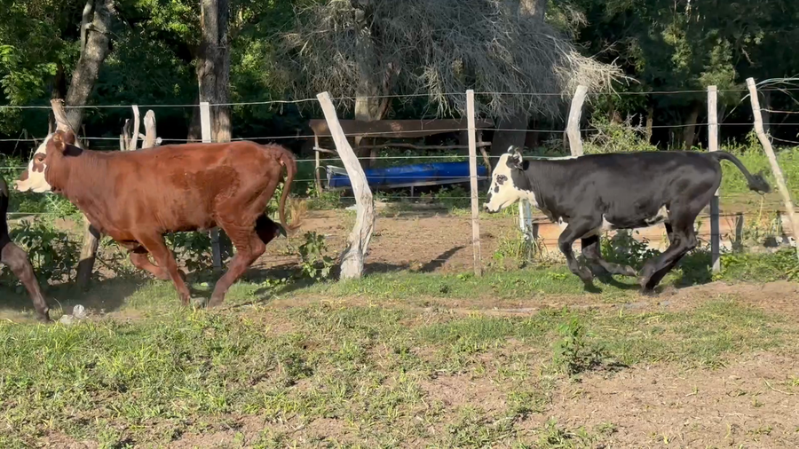 Lote 62 Terneros/as en Corrientes, San Roque