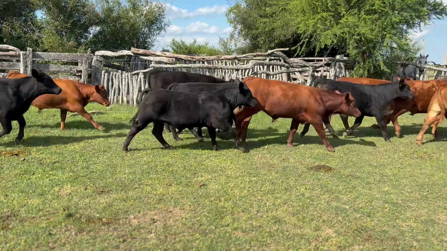 Lote 60 Terneros en Entre Ríos, Sauce de Luna