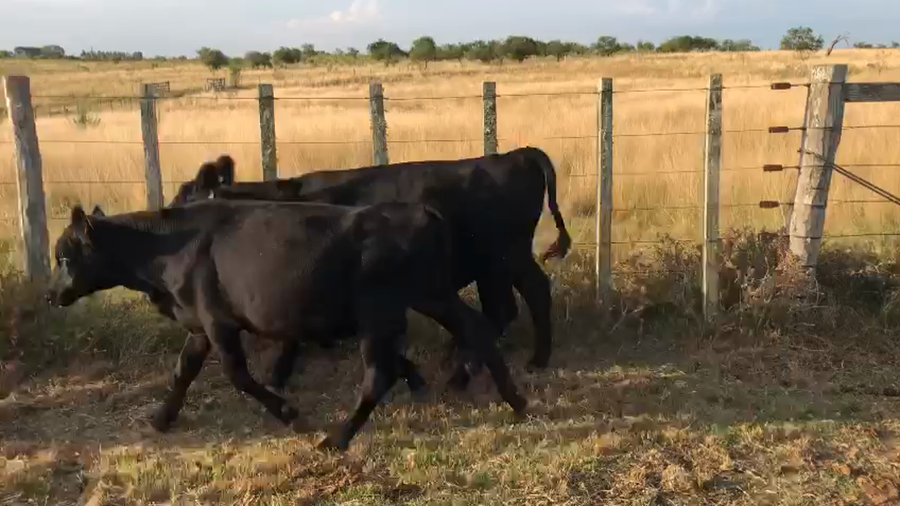 Lote 6 Terneros Angus AA a remate en Pantalla Camy en Entrada a Maruja